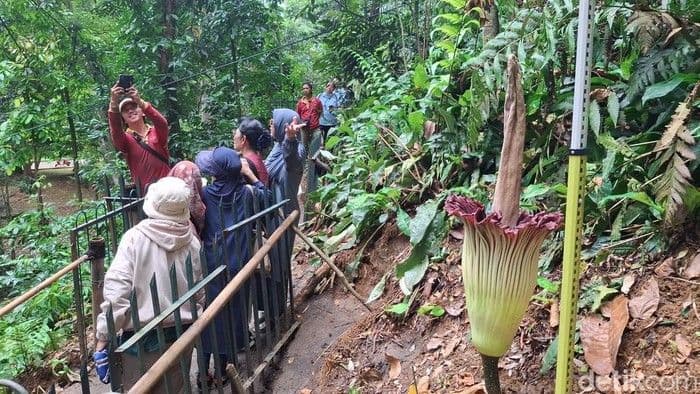 Langka! Bunga Bangkai Mekar Kembali di Kebun Raya Bogor Setelah 12 Tahun