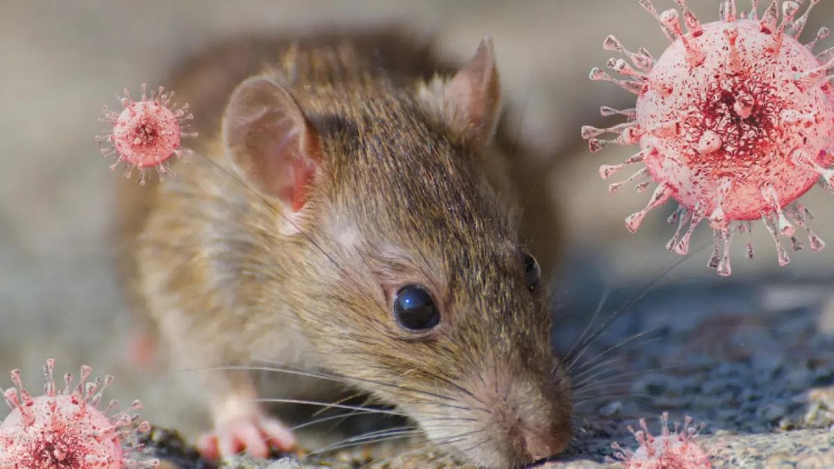 23 Pasien Hantavirus di Indonesia Alami Demam hingga Gangguan Pernapasan